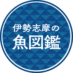 伊勢志摩の魚図鑑